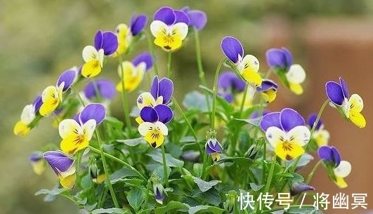 锦带花|4种花漂亮又好养，花姿妖娆，开花大又香，开出一片花海