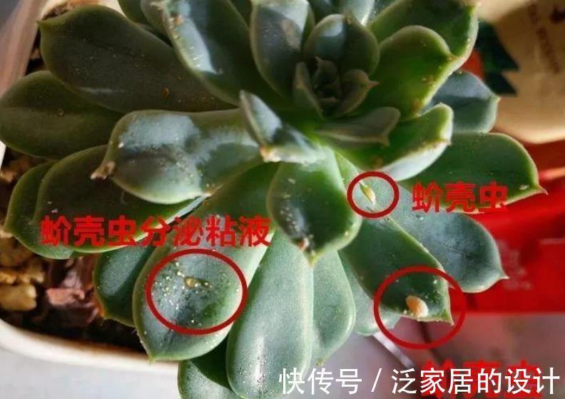 秋天|秋天养多肉，蚧壳虫来袭怎么办？3种土方法，害虫一个都逃不了