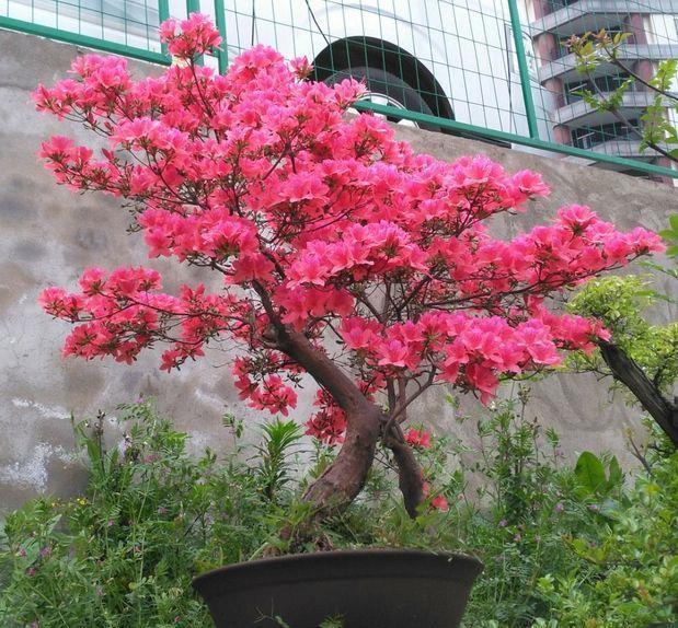 厨房这3样“小东西”,养花比肥好使,养啥爆啥!