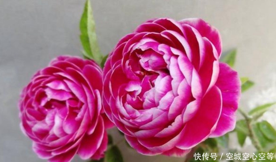 此款花卉,好养易爆盆,花香易打理,养在客厅美极了