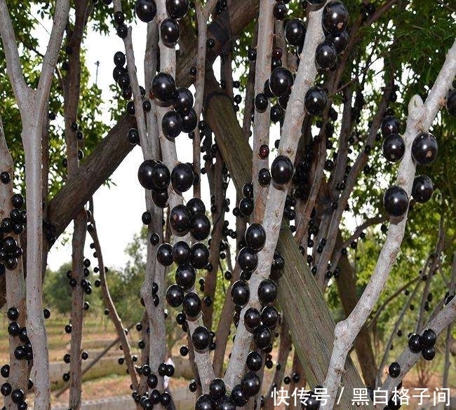 晚上|立冬后,晚上当零食吃一把,保护心脑血管,远离疾病,男女可试试