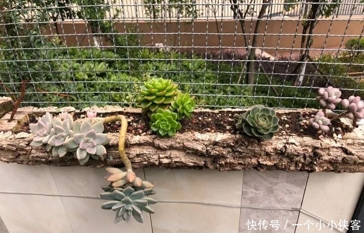 多肉盆栽:强迫症养多肉,必须整整齐齐,一颗也不能乱