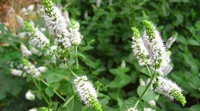 卧室放了2种花,天气再热也不怕失眠,净化空气很干净