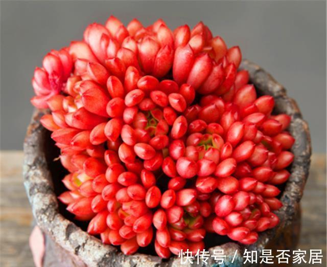 口诀|夏天养多肉红宝石,牢记3句口诀,不褪色叶子肥,火红喜庆颜色亮
