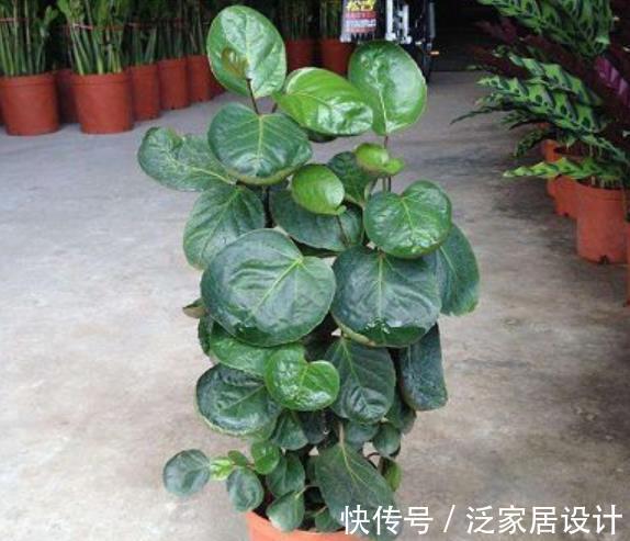 铜钱草|5种花卉自“带钱”,寓意美好招财进宝,有钱人家都会养几盆