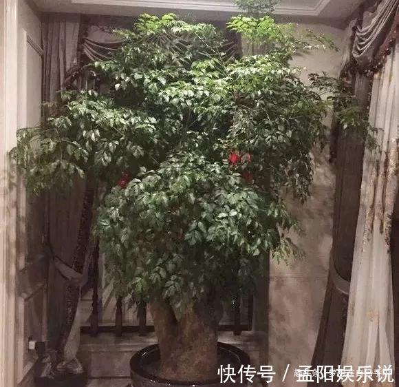 花友|家里的花摆这儿，坏运气全找上门，破财又招灾！