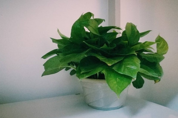 老一辈人常说,“一颗绿萝七个鬼”,家中为什么忌讳养绿萝