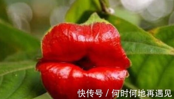 大王花|5种“奇葩花”,一个比一个奇特,养了1种也厉害!