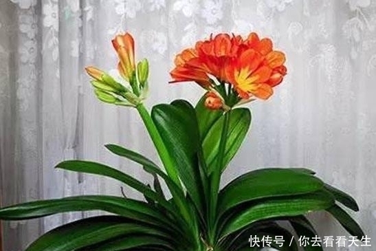 君子兰喜肥|教你一招让君子兰蹭蹭长，一年长两三对叶子！