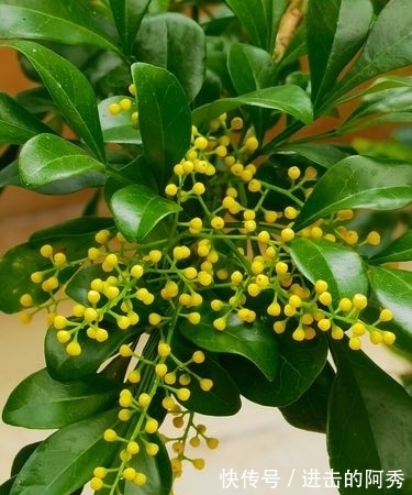 20种“坑人花”,真的很难养,没有三五年的养花经验,别入坑