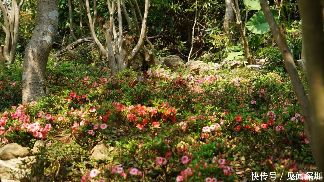 三月的深圳百花盛开，哪里是踏春赏花的好去处？答案都在这里了