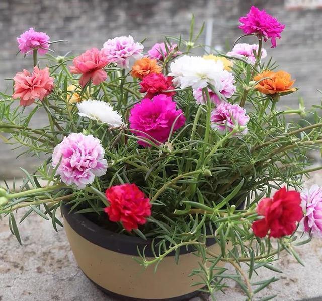6种便宜花,好养又容易爆盆,春天养几盆,开花多到爆,漂亮极了