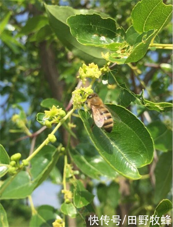 孕妇|孕妇可以喝枣花蜂蜜吗？孕妇喝蜂蜜水好不好？