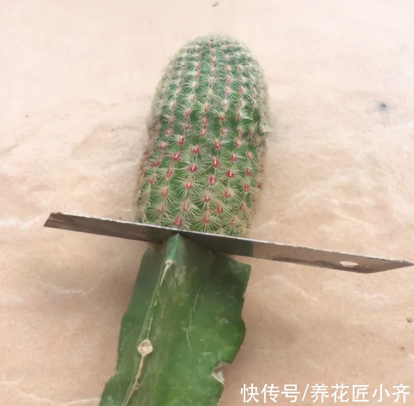 仙人球越养越瘦？告诉你真相，只有做好三不，才能饱满圆润开花多