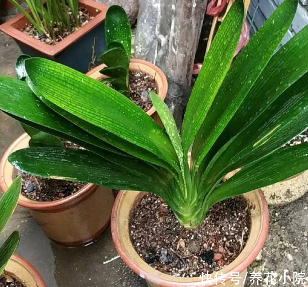 烂根|7、8月养君子兰，就怕做错4件事，容易造成烂根黄叶