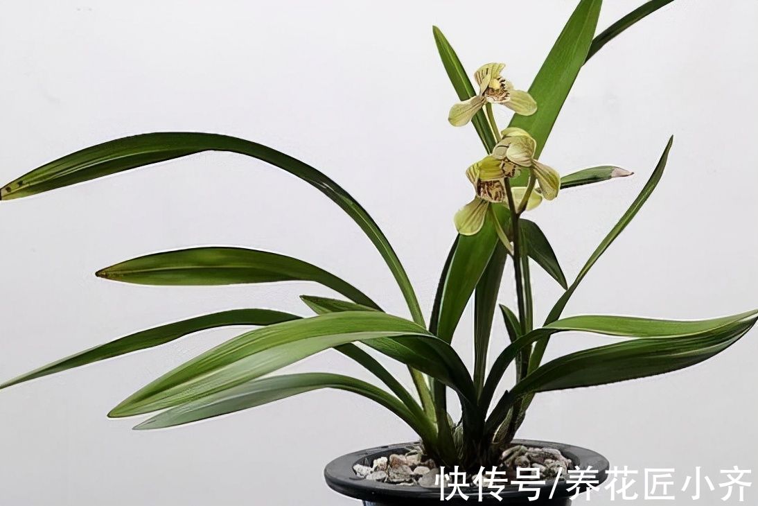 兰花换盆别盲目，不仅要选对时间，还要掌握技巧，否则影响开花