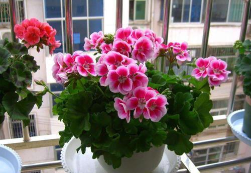 养3种花不要浇水在花叶上,轻则变丑重则腐烂,新手花友要注意