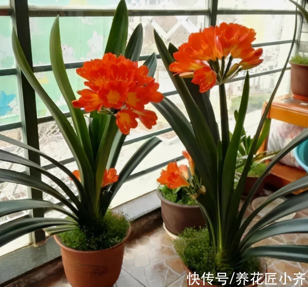 叶片|秋天养君子兰,做好3件事,植株长得旺,让它快速抽花剑