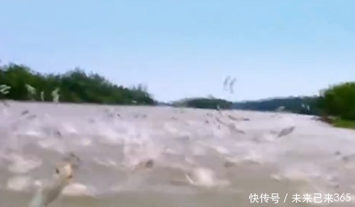 水中鱼不断跳出水面