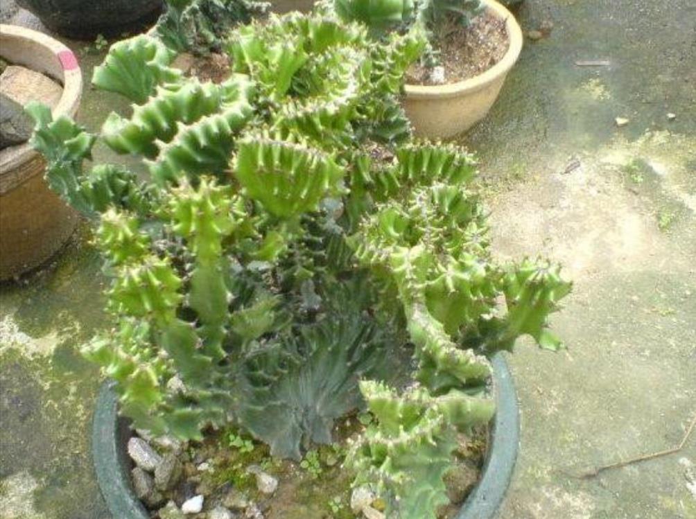 1种植物叫“玉麒麟”，株型奇特，美观大方，养在家里还能招财