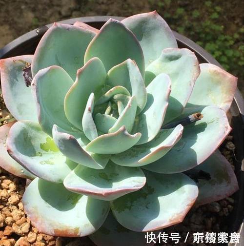 天越来越冷，多肉应该如何正确浇水？几招好方法，易上手、好操作