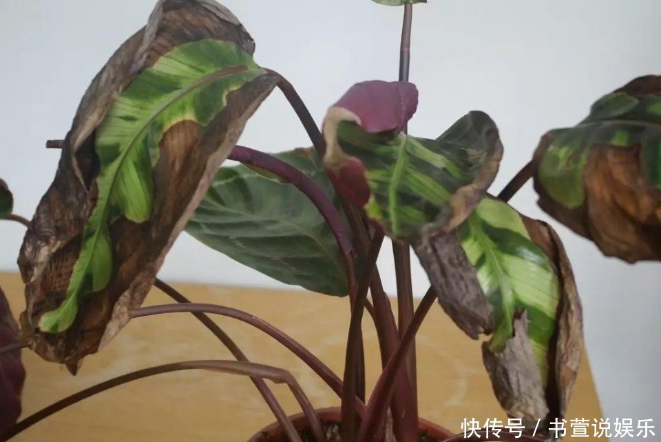 家里的盆栽叶子变黄了怎么办，老司机教你几招轻松搞定！