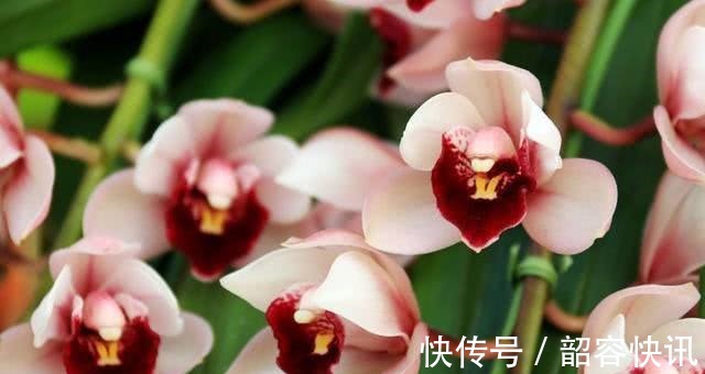 根系|悄悄告诉你,养护“兰花”有个小技巧,透气不烂根,开花多又香!