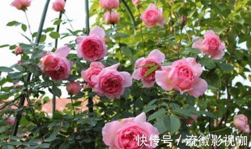 喜欢牡丹,不如养“优良月季”索尼亚里基尔,花繁叶茂,赏心悦目