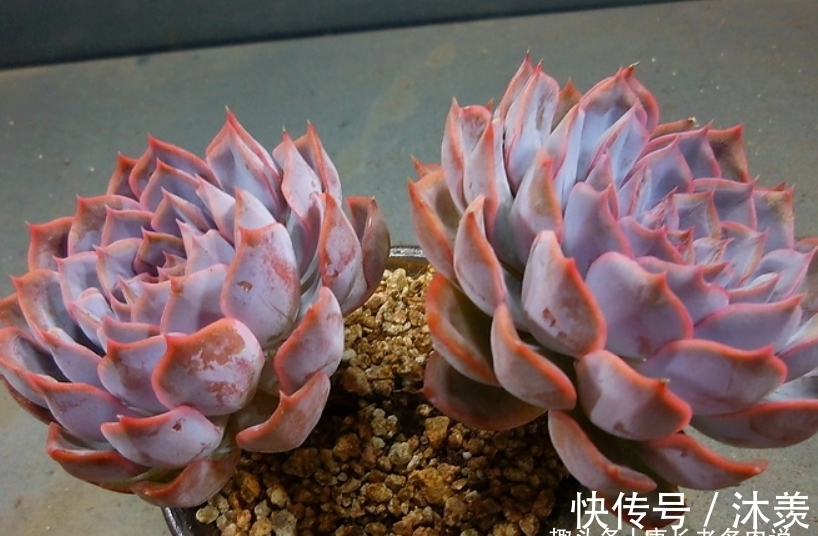 蓝绿色|多肉暗冰和菲欧娜，平常有七分相似，出状态后颜值则有云泥之别