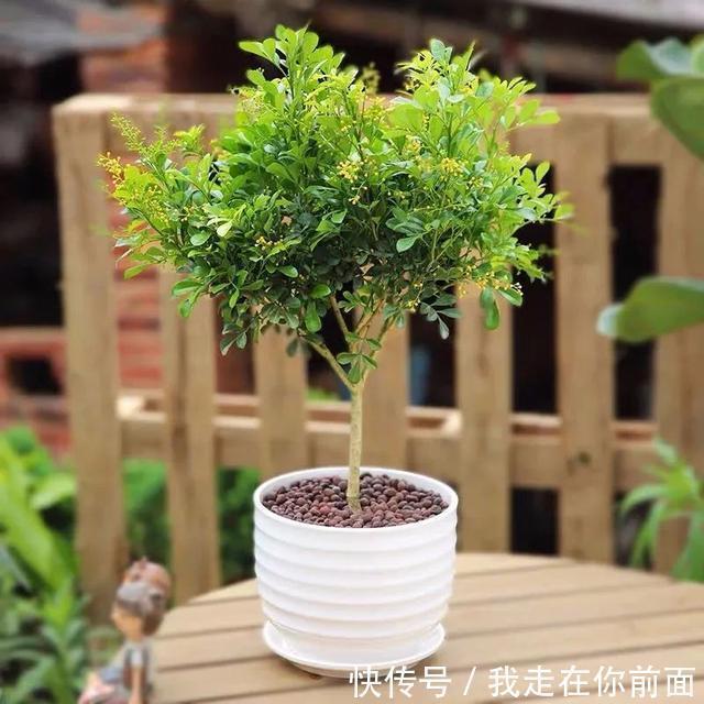 富贵竹|这六种花,个个都爱“喝醋”,隔几天喝一点,嫩叶蹭蹭长不停