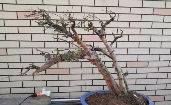 地养三年的雀梅，拿到集市上，被人三千块买走，真是赚到了