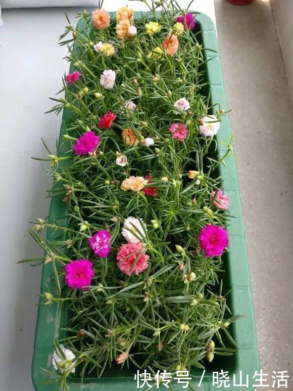 繁殖|5种花现在插土里,下个月就开花,再热也不怕,别错过了