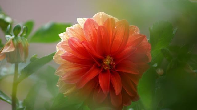 爆盆|室内必养的3种花，好养易活能爆盆，谁养谁喜欢，看看你都养过吗