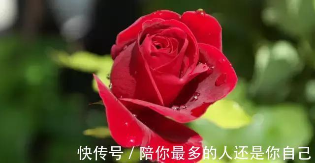 栀子花|适合家里养的十种带有香味的花，你家里有吗？