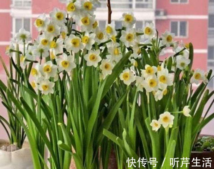 4种花超适合家养的，开花爆盆花期长，开起花来非常迷人