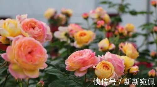 花卉|养花法宝:多菌灵、硫酸亚铁、磷酸二氢钾,到底该怎么用?