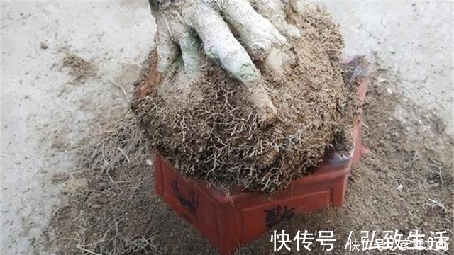 长势|盆景盆树出现了老化,要及时处理避免树桩死亡,方法一分钟看完