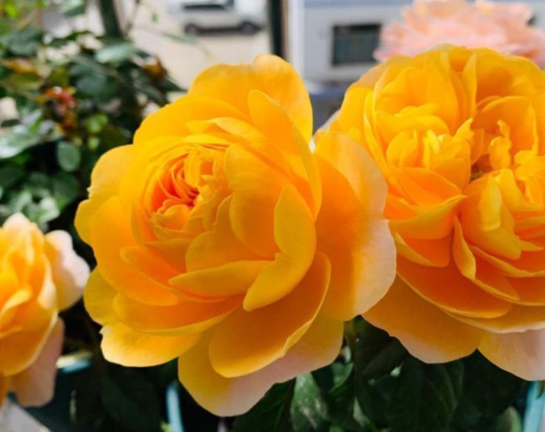 品种|阳台养一盆“果汁阳台”吧,月季中的精品品种,一年绽放300天