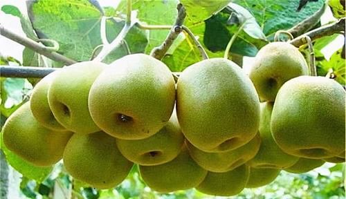 不可忽略的美味,平时常吃,预防色斑,赶走身体毒素,更显年轻态