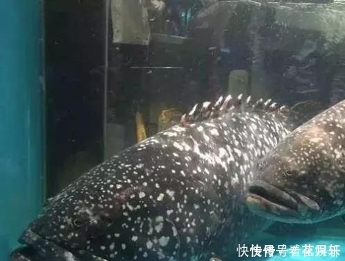 中国最好吃的6种鱼,全吃过的,请允许我叫你一声“土豪”