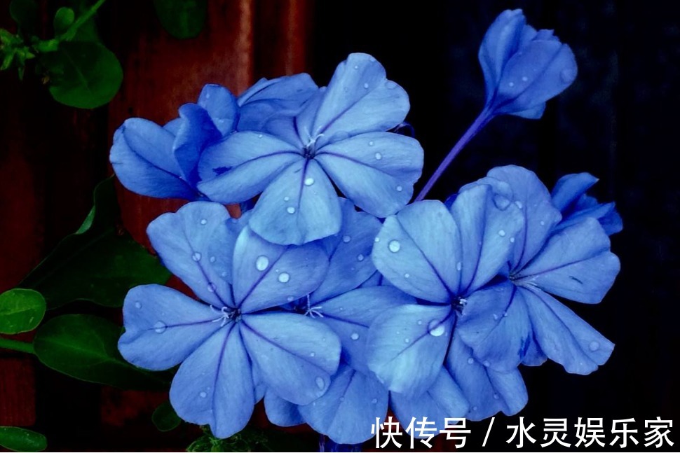 爆盆|三种适合懒人养的盆栽花，只要有阳光就行了，不用管它也能爆盆！