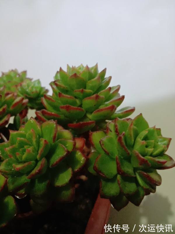 多肉越长越瘦,都怪你不会养,2招就能胖起来!