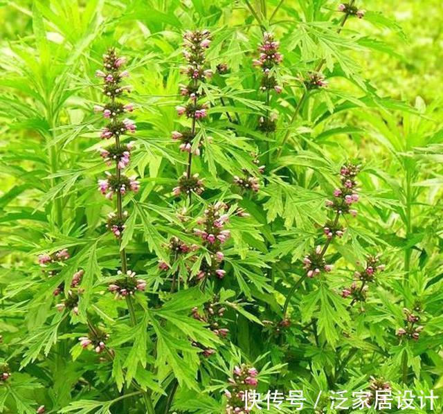 妇科病|十个女人九个妇科病，用它泡水喝杀菌消炎，缓解痛经，保养子宫