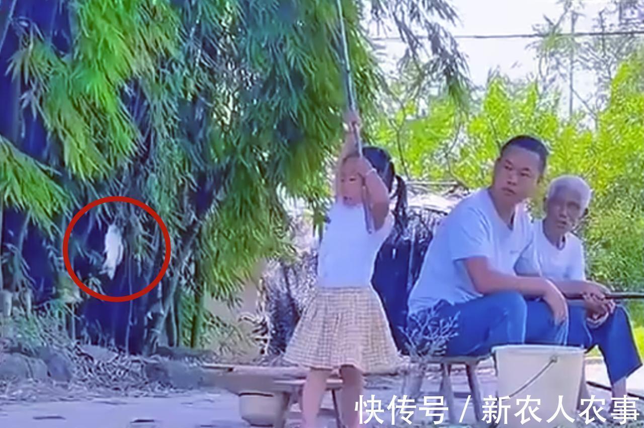 爷爷|重庆爷孙三人组团钓鱼,萌娃起竿就是一条鱼,网友:爸爸情何以堪