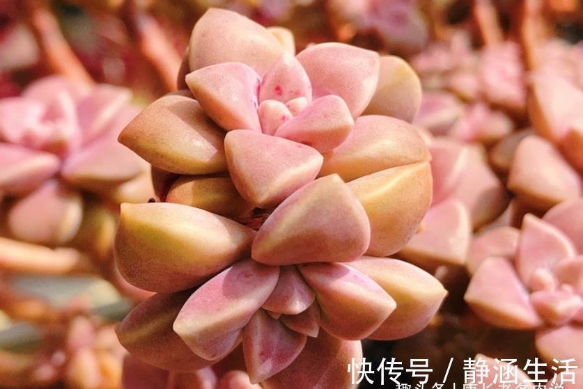 夏天|寻找夏天能纯露养的多肉？那你怎么能错过粉嫩甜美的阿伦培呢？