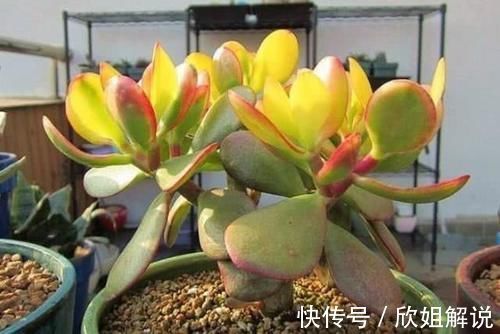 5种很常见的多肉，由于颜色金贵皮实好养，受到花友的热烈追捧