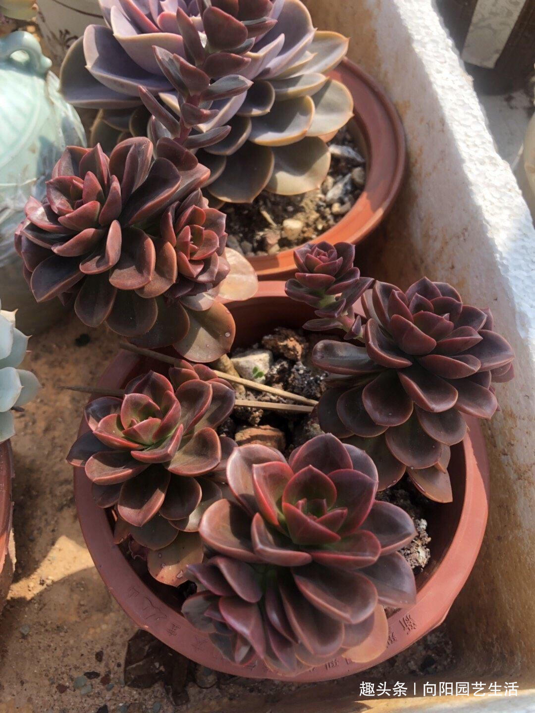 多肉买回家，总是养死，都是卖家的“小心机”，很多人都中过招