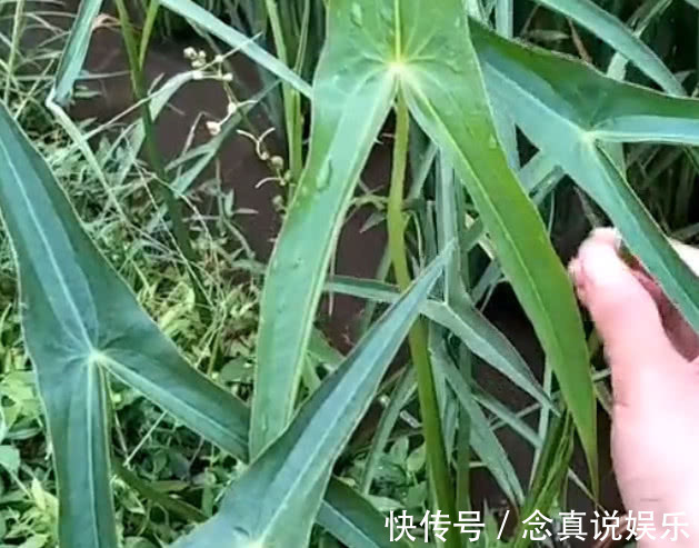 三脚|在农田里非常多,农民都非常讨厌的这种野草,却是一种不错的草药