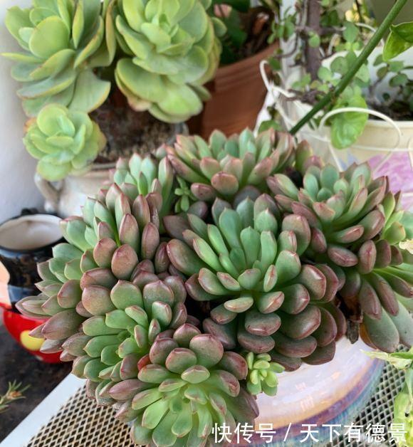 春天的肉肉怎么浇水?分2种情况,多浇水,有利于安全度夏