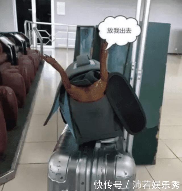 老干妈|你永远不知道你在闲鱼能看到什么，简直是打开新世界的大门